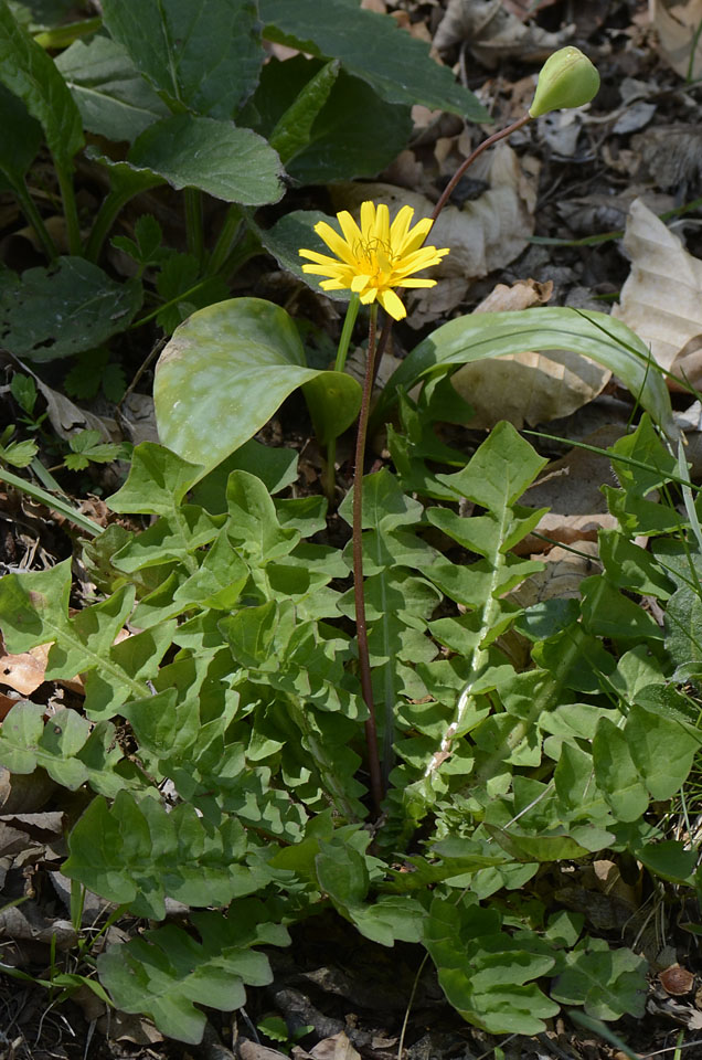 Aposeris foetida / Lattuga fetida